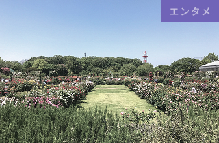 京成バラ園<br>車6分